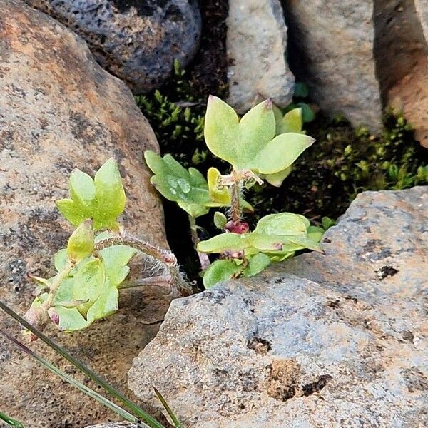 Saxifraga cernua पत्ता