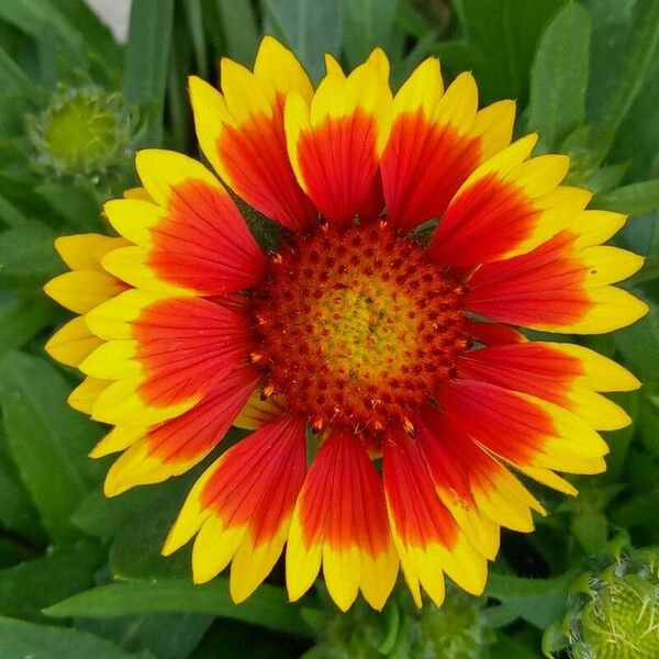 Gaillardia aristata Flor