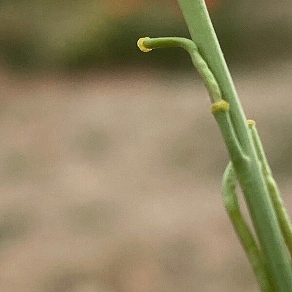 Hirschfeldia incana Fruit