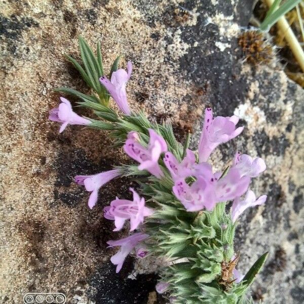 Micromeria graeca Flower