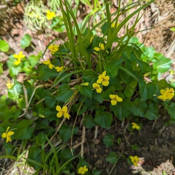 Viola pubescens 花