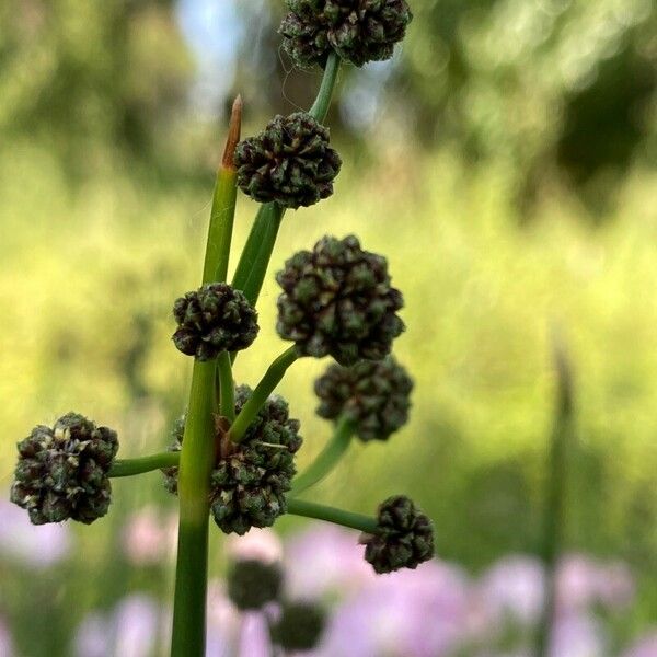 Scirpoides holoschoenus Blüte