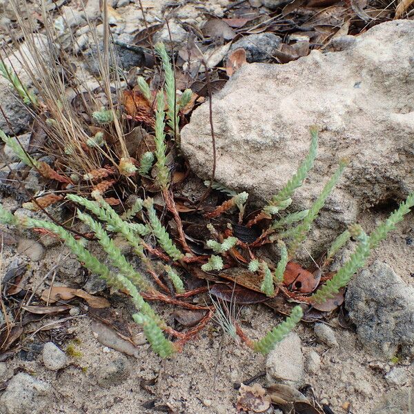 Petrosedum ochroleucum Elinympäristö