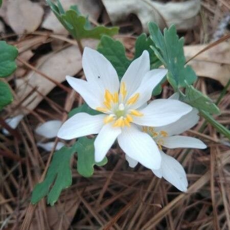 Sanguinaria canadensis Blüte