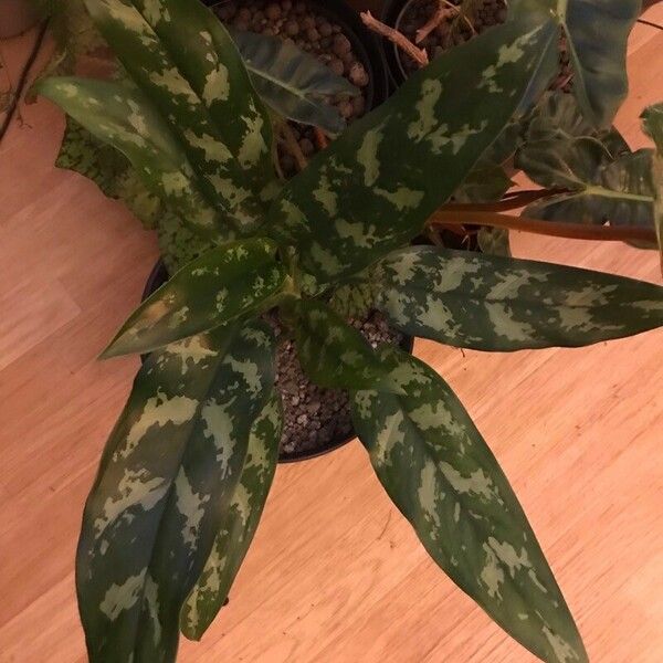 Aglaonema commutatum Hostoa