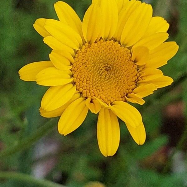 Cota tinctoria Flower