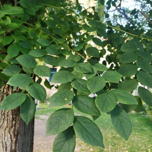 Gymnocladus dioicus Hoja