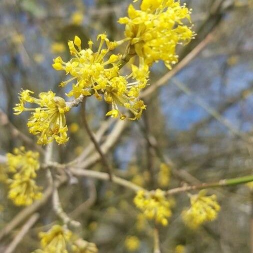 Cornus mas Blüte