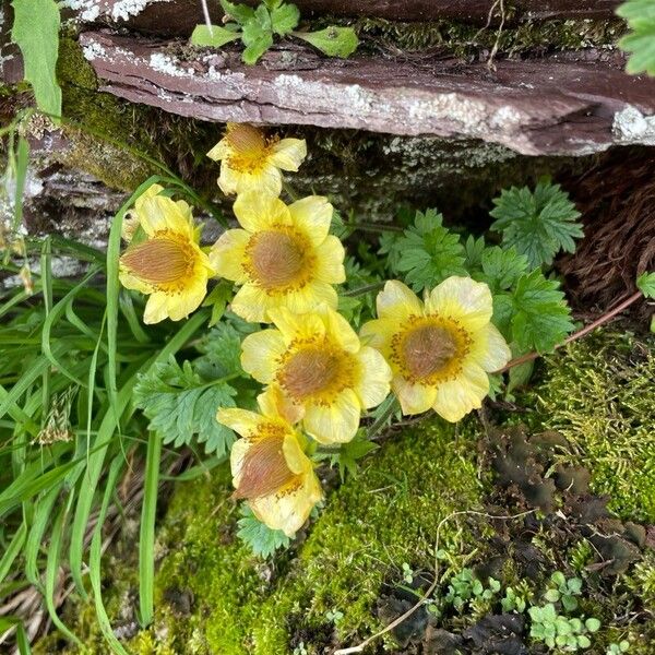 Geum reptans Çiçek