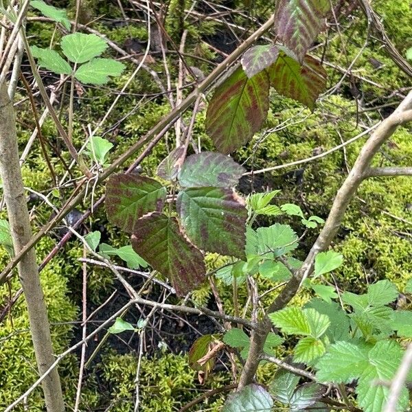 Rubus bifrons Leaf