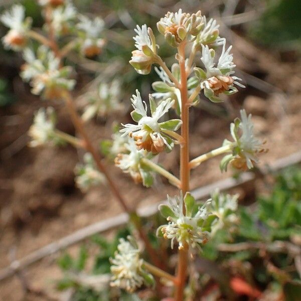 Reseda phyteuma Buveinė