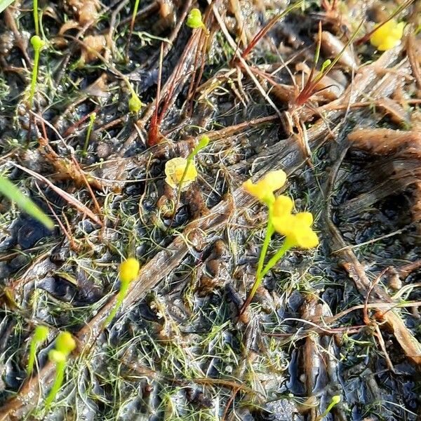 Utricularia gibba Lehti