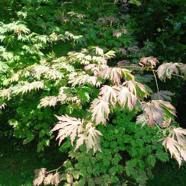 Acer palmatum Folha