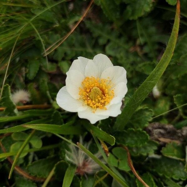 Dryas octopetala Blüte