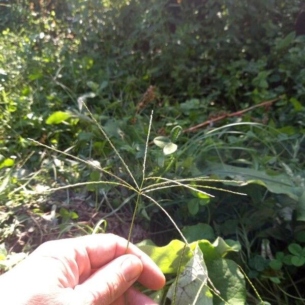 Digitaria sanguinalis Flower