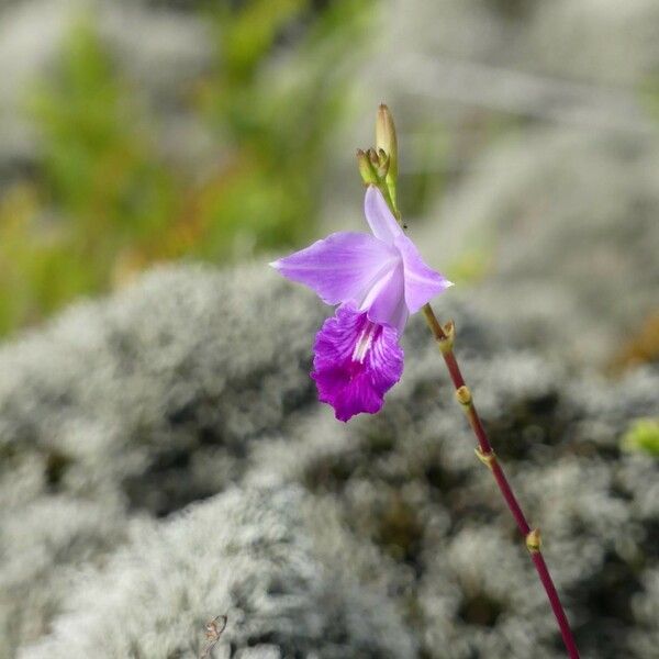 Arundina graminifolia Цвят