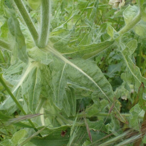 Hyoscyamus niger Leaf