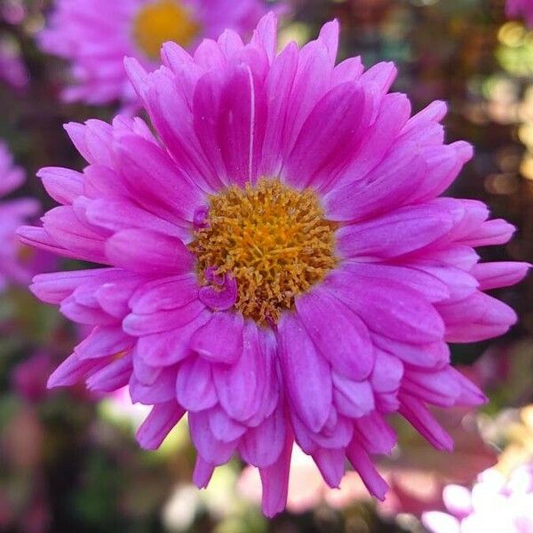 Callistephus chinensis Flower