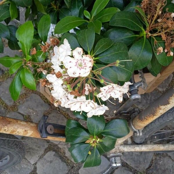 Kalmia latifolia Flower