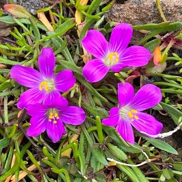 Calandrinia ciliata Lorea