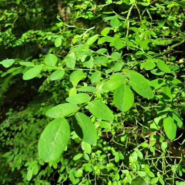 Vaccinium parvifolium Fulla