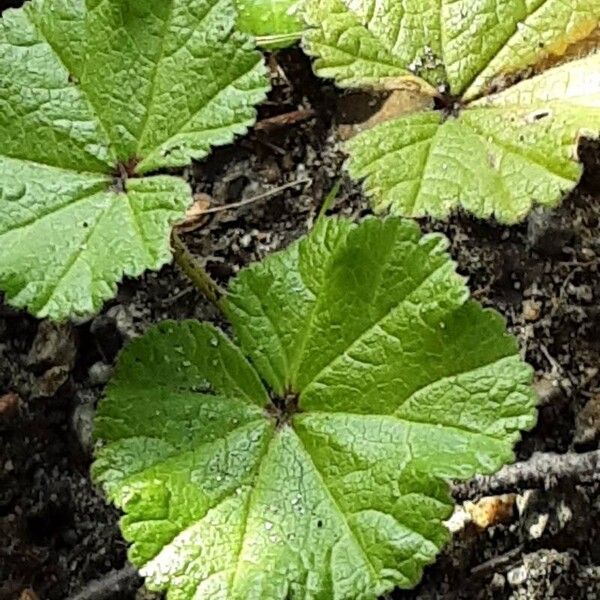 Malva pusilla Liść