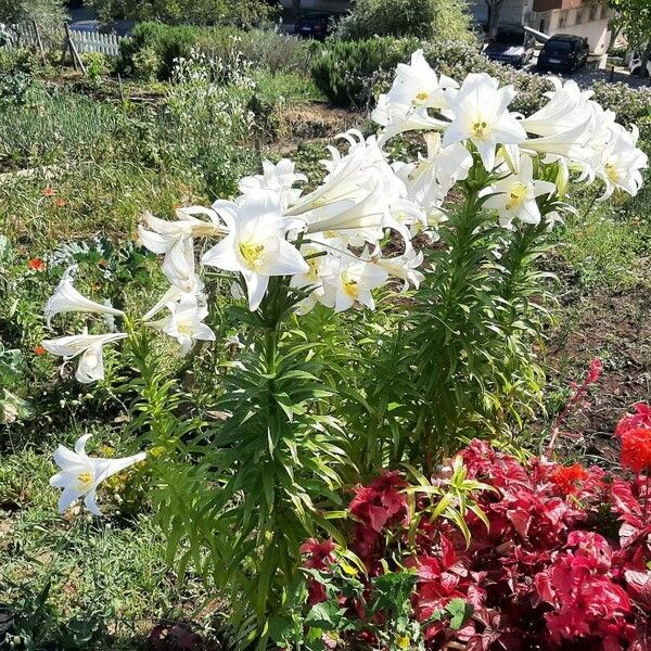 Lilium longiflorum Λουλούδι