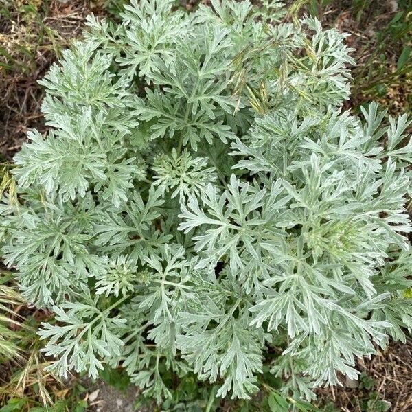 Artemisia absinthium Лист