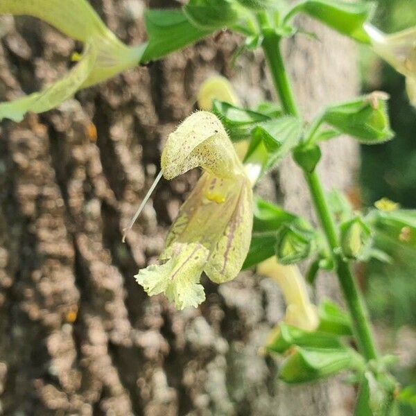 Salvia glutinosa Blomma