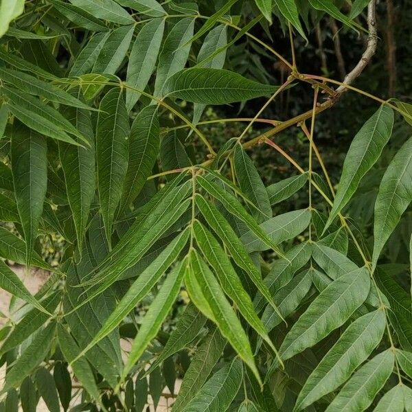 Pistacia chinensis Feuille