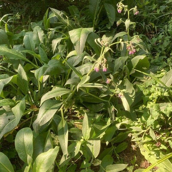 Symphytum officinale অভ্যাস