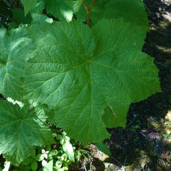 Rubus parviflorus ഇല