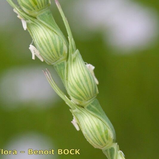 Aegilops ventricosa 果實