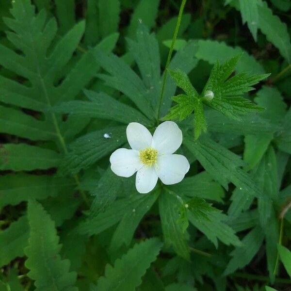 Anemonastrum canadense Blomma