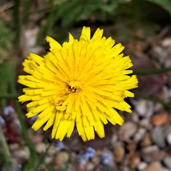 Hypochaeris glabra Flower