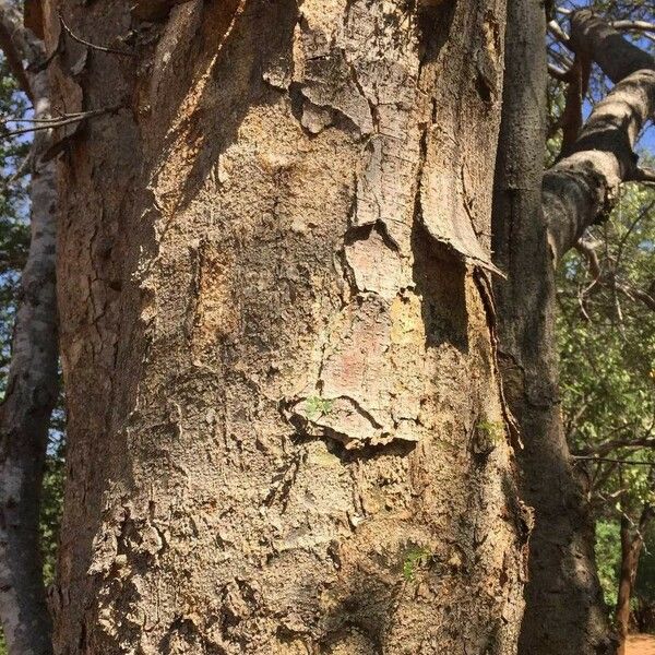 Albizia forbesii Bark