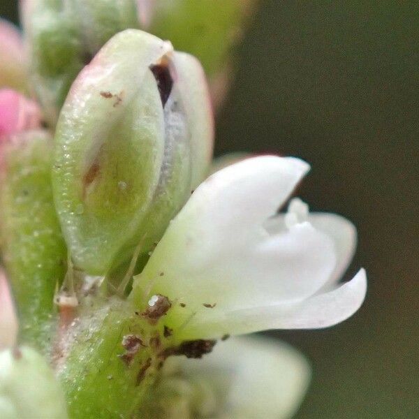 Persicaria minor Квітка