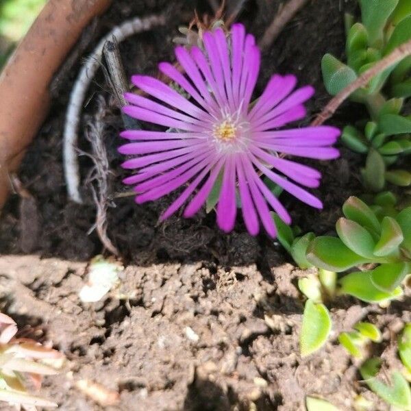 Disphyma crassifolium Floare