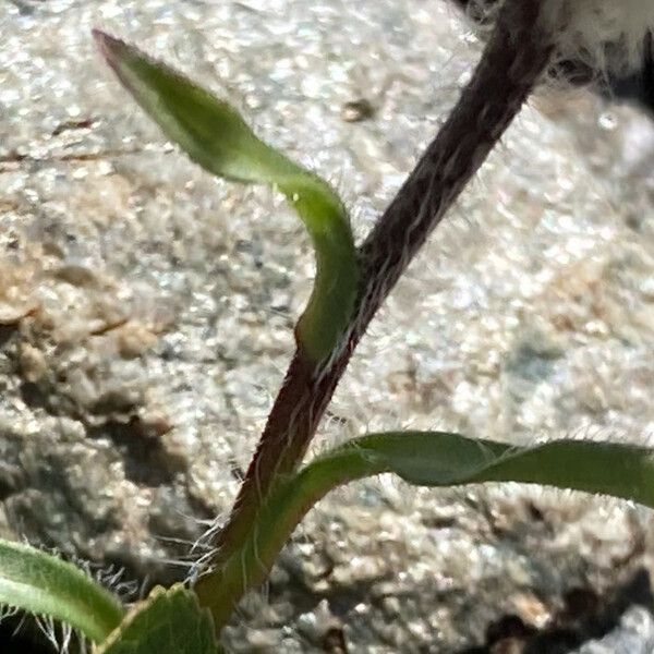 Erigeron uniflorus Leaf