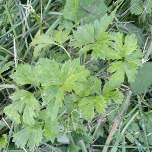 Ranunculus repens ഇല