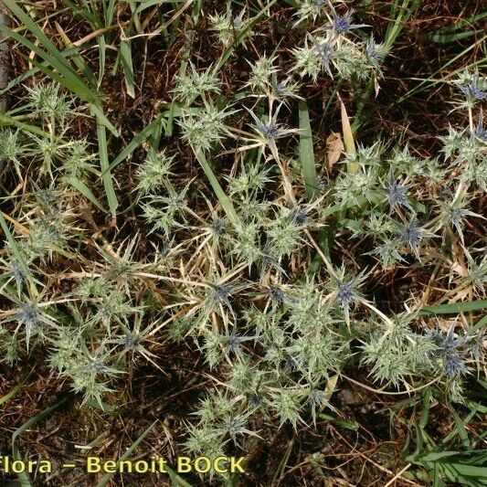 Eryngium galioides Staniste