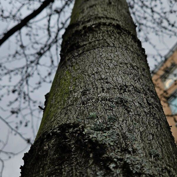 Liquidambar orientalis Koor