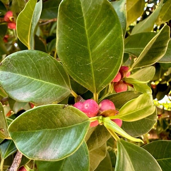 Ficus microcarpa Листок