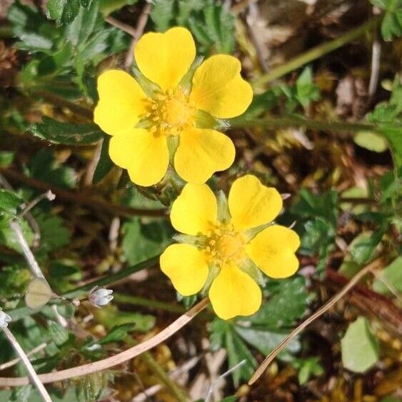 Potentilla verna Flower