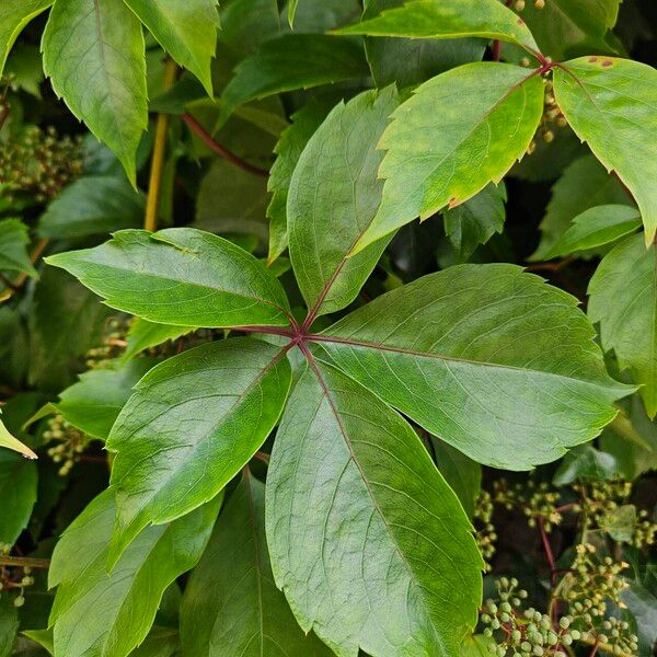 Parthenocissus inserta Blad