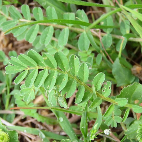 Astragalus hamosus Blad