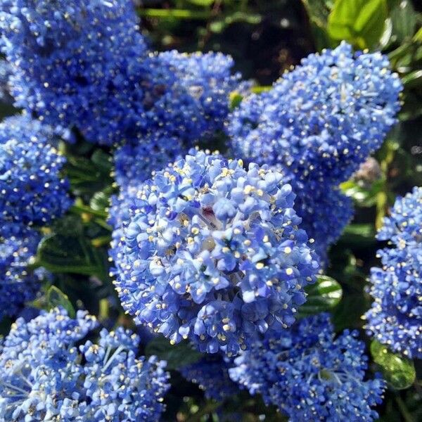 Ceanothus thyrsiflorus Flower