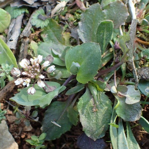 Noccaea perfoliata Blomst