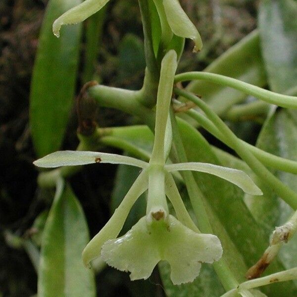 Epidendrum chlorocorymbos برگ