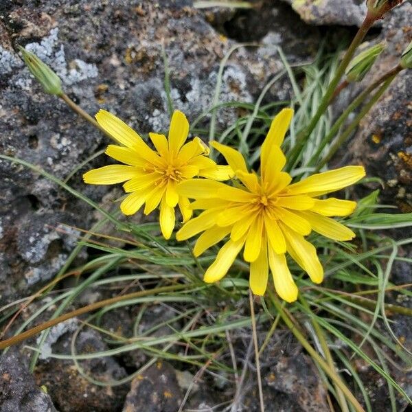 Agoseris glauca Λουλούδι